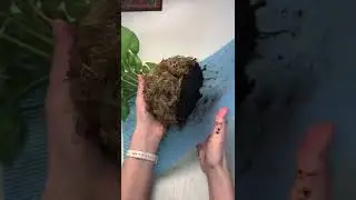 Сингониум в кокедаме #shorts #кокедама #kokedama #сингониум #syngonium