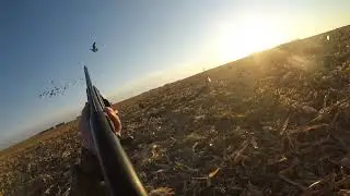 Quick Goose Limit
