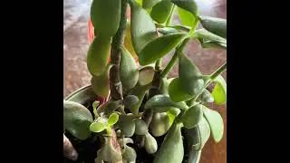 What your houseplants can teach you about pruning