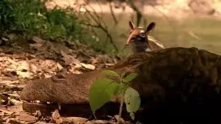 Death Of Ambulocetus
