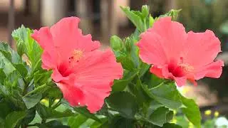 Protecting your plants: What you should do before a freeze