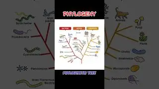 PHYLOGENY #phylogeny#phylogenetictree #phylogenetic_tree || WHAT IS PHYLOGENY #shorts#viral#trending