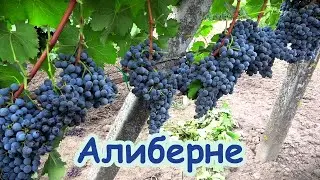 ОДЕССКИЙ ЧЕРНЫЙ (АЛИБЕРНЕ) - шедевр виноградной селекции