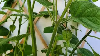 I love watching fruit develop and these Physalis/Inca Berries are extra fascinating and stunning.