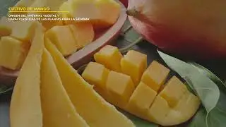 FIEDS 08 MANGO  PROPAGACIÓN
