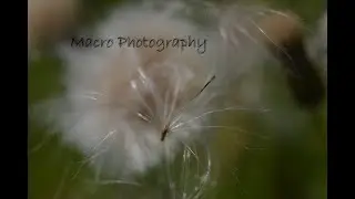 Macro session