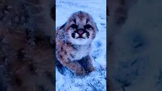 Growth That Will Shock You! Wild Animal&nbsp;2 #animals&nbsp;#animaltransformation&nbsp;#beautifulnature