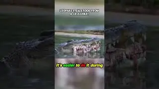 Unbelievable Predator Dynamics! 🐆🐊