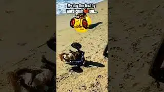 Poor little dog #dog #sad #dogshorts