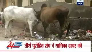 Court issues notice to Rajasthan government over Pushkar's bad condition