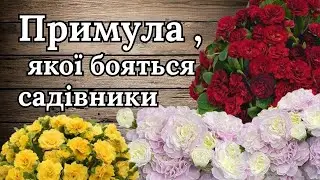 СЕКРЕТИ догляду за примулою Belarina