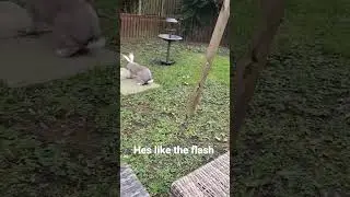 He's to fast for the Camara (flemish giant rabbit Peter) zoomies