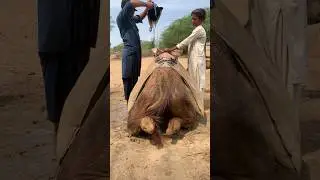 A heartbreaking reality  a man and his camel fighting thirst in the endless desert