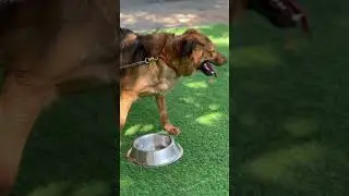 #pet Avenue #viral #kakinada