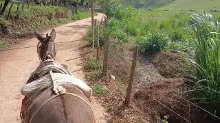 Vamos dar uma volta de carroça no burrinho Jacó