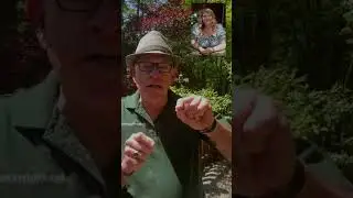 How to Retrain a Climbing Rose Without Damaging It 🌹