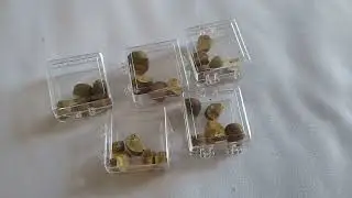 Jumping beans from Mexico but it's a baby starling talking. 12 weeks old Pt 1 of 2