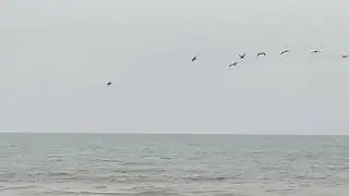 Pelicans, Pacifica, CA