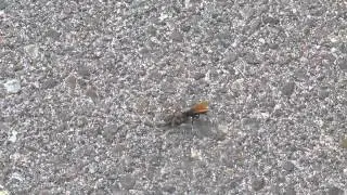 Pompilid wasp drags paralyzed wolf spider