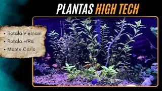 Adicionei 3 plantas high tech no meu aquário de 100 litros
