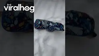 Jacket Clad Chiweenie Hops Through Snow || ViralHog