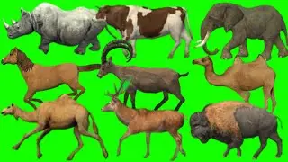Stampede animals | Stampede animals green screen | Stampede green screen | Green screen 