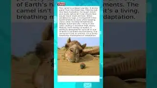 INCREDIBLE MECHANICS OF NATURE IN CAMELS👍🧐