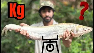 രാത്രിയിൽ ഒരു വാള വേട്ട Wallago attu #fishing #fish #fishcatching #keralafishing #catfish #kerala