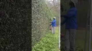 Satisfying Hedge Trimming on a Fence with 🐝!