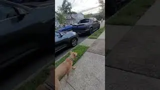 How to Handle Reactive Dogs Like a PRO