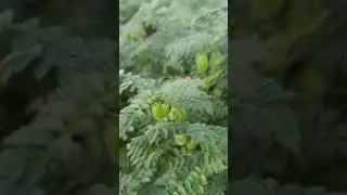 view of the Cicer arietinum #viral #Cicerarietinum#youtube#nanded  #mahur #farming #mahurfarm