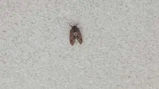 Full HD - Tokyo (東京) Cicada (セミ) Sound