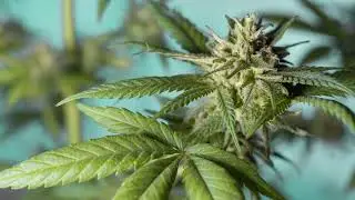John Bang  - Le Cannabis Fran&ccedil;ais   [Hardtek/Tribecore]