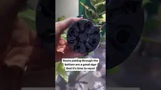 Subscribe for more plant tips 🪴 #houseplants #floridaghost #plantcare #houseplantcommunity