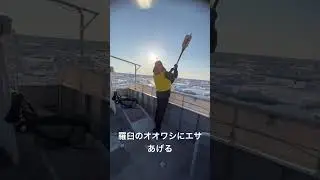 羅臼のオオワシにエサをあげる#北海道 #羅臼 #オオワシ
