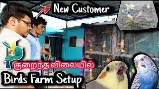 குறைந்த விலையில் Birds Farm ஆரம்பிக்கனுமா ? Budgies Cockatiel African lovebirds | #மதுரை