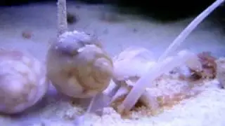 Snail Vacuum