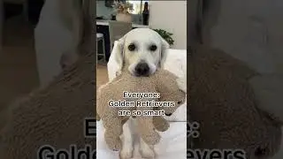 Are Golden Retrievers Really Smart?