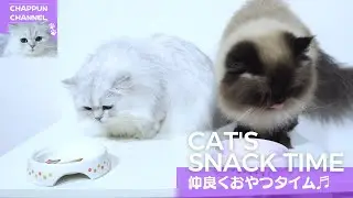チャップン＆ゴンゴン仲良くおやつタイム～ / Chappun & Gongon snack time