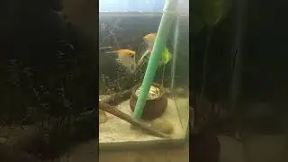Morning Routine in My Angelfish Tank 🌿 | Peaceful Aquarium