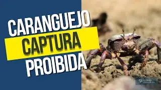 DEFESO DO CARANGUEJO 2026: CAPTURA PROIBIDA NO NORTE E NORDESTE