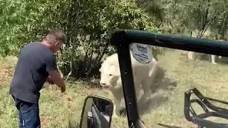 Crazy safari moments