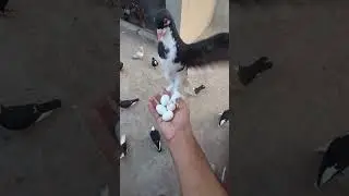 kabootar video 25 || Pigeon Video || Kabootar ki video 📹 &hearts;️ || #shorts #pigeon #kabutar