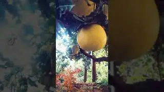 #shorts The biggest Limon in the world🌍Lebanon🇱🇧