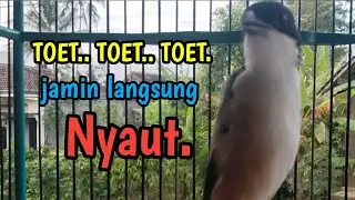 MASTERAN CENDET GACOR FULL ISIAN MEWAH. 