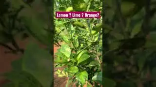 Lime ? Lemon? Or Orange??