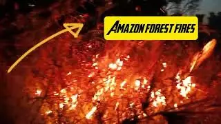 Amazon forest fires 🌲