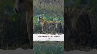 🤔Did we see a Black Leopard🤔🐆? | Pench Tiger Reserve Forest