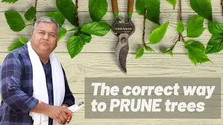 The correct way to prune trees and plants | Peepal Baba