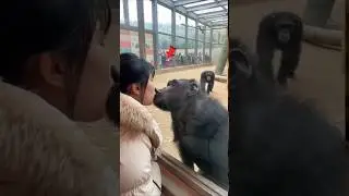 Gorilla kissing video 😨 #ytshorts #facts